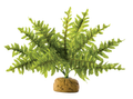 Exo Terra Boston Fern Small 25cm wide