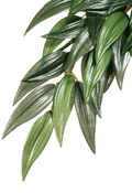 Exo Terra Forest Plant Ruscus Small
