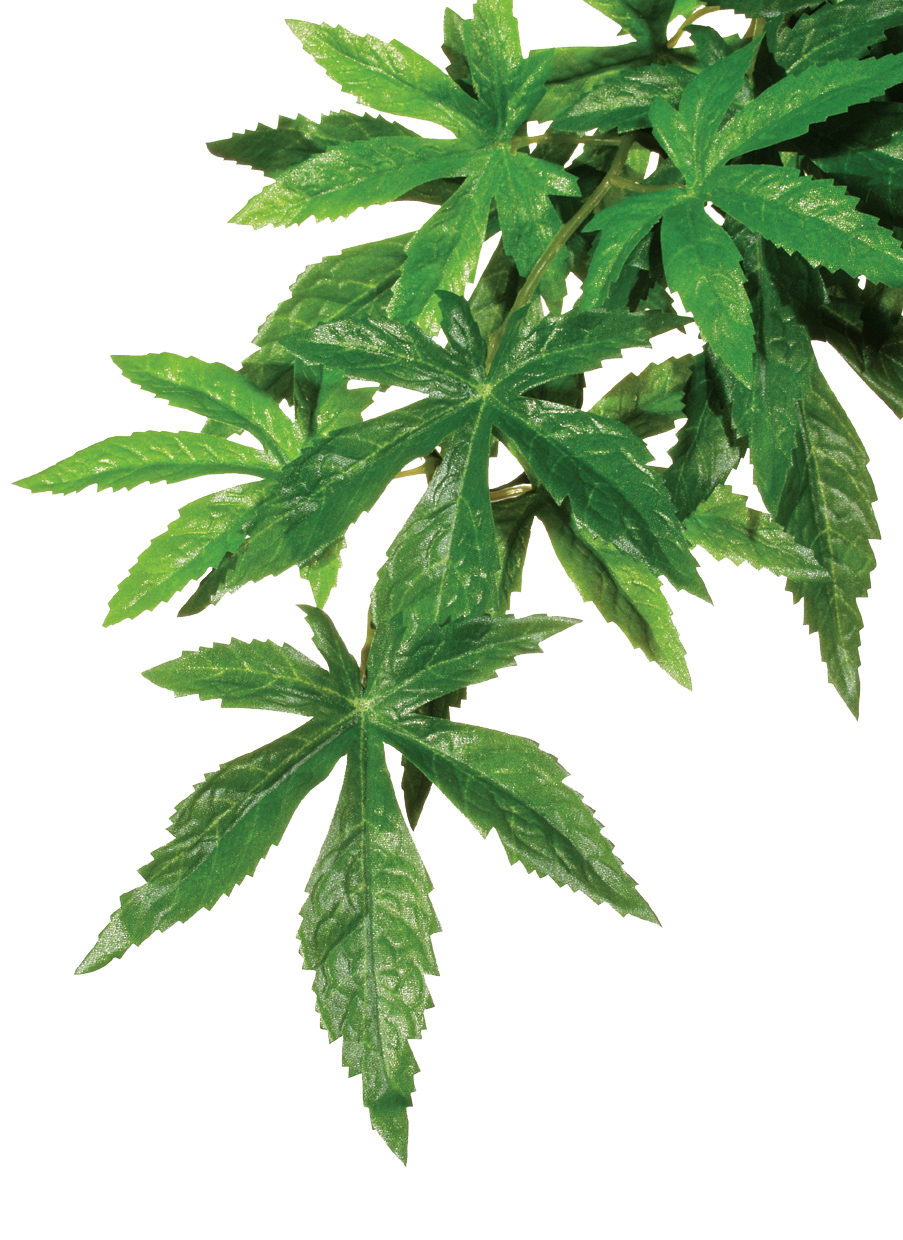 Exo Terra Forest Plant Abutilon Small