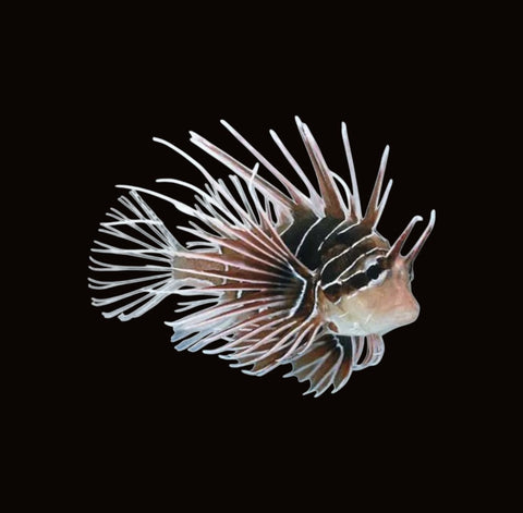 Radiata Lionfish | Pterois radiata