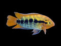 Rainbow Cichlid