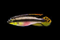 Kribensis
