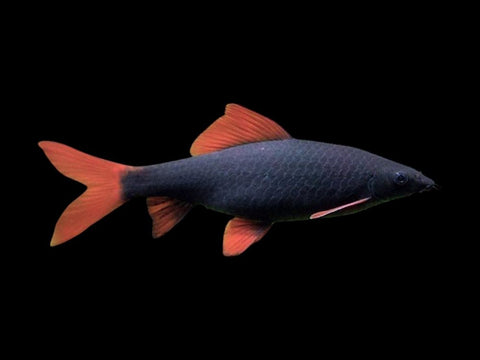 Rainbow Shark