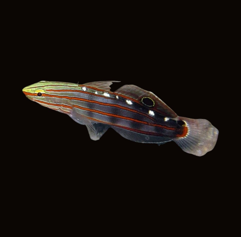 Rainford Goby | Koumansetta rainfordi