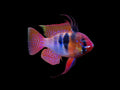 Red Base Blue Ram