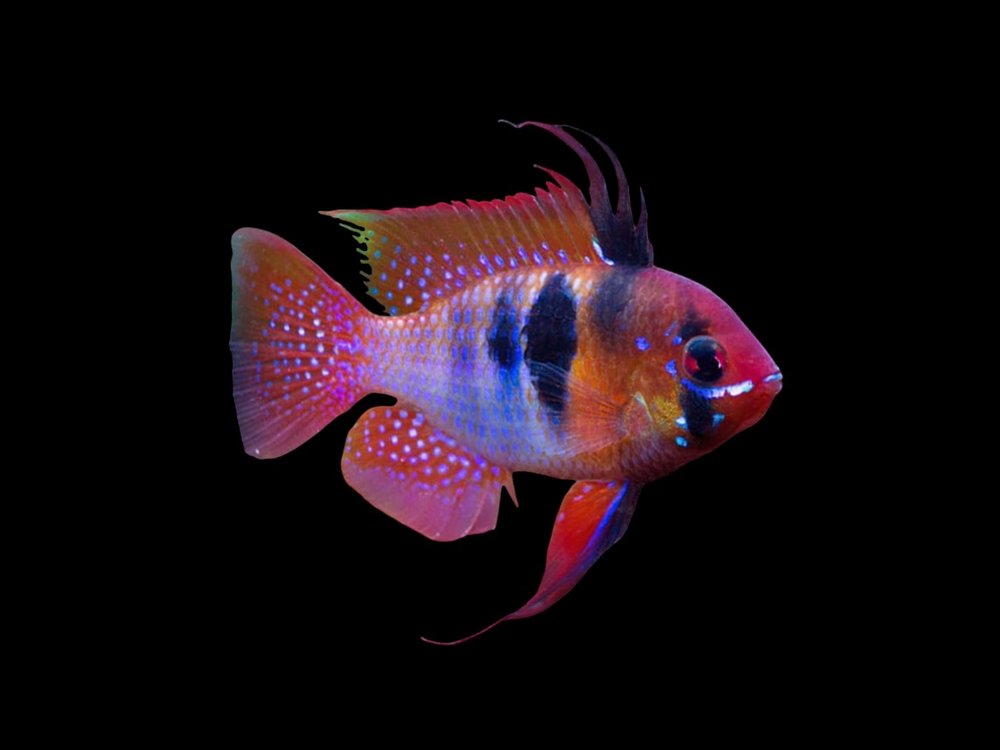 Red Base Blue Ram