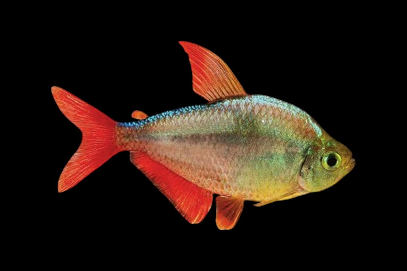 Red Blue Columbian Tetra