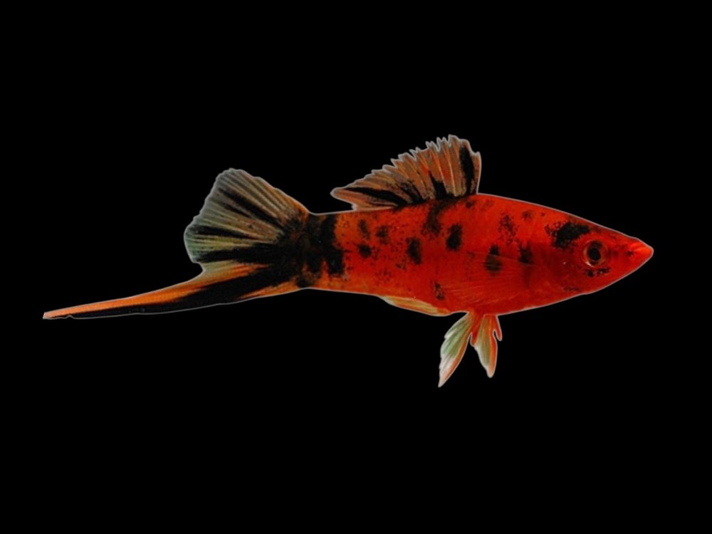 Red Calico Swordtail