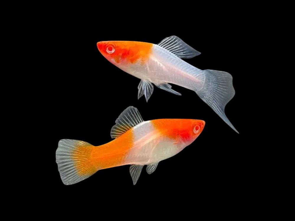 Red Cap Albino Swordtail