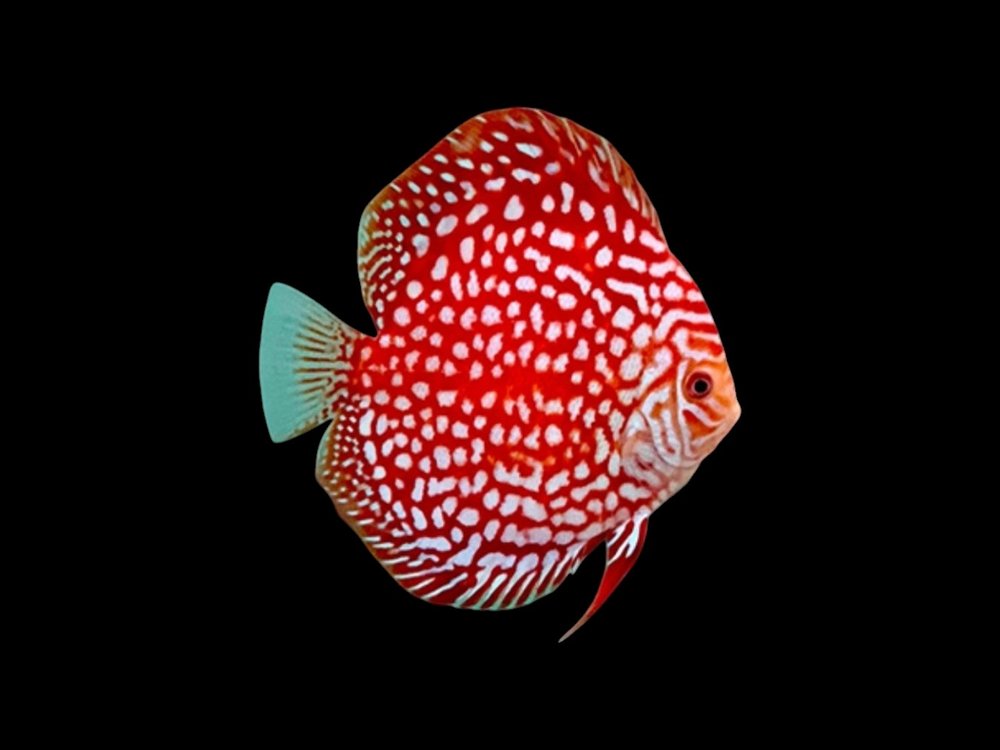 Red Checkerboard Discus
