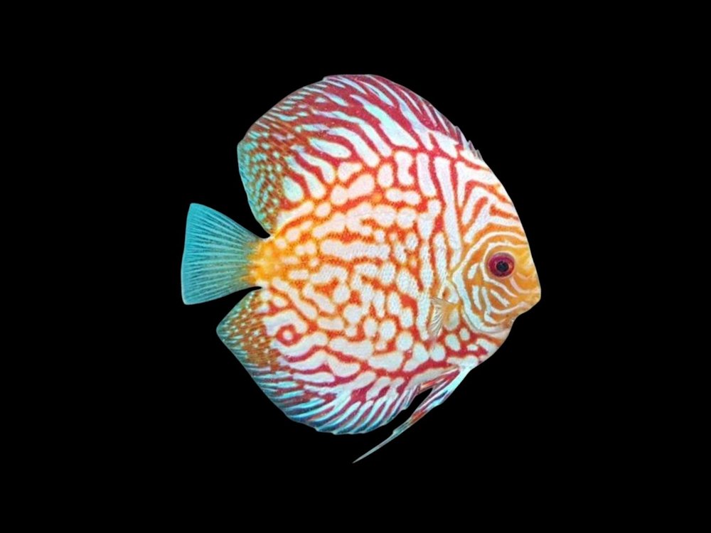 Red Checkerboard Pigeon Discus