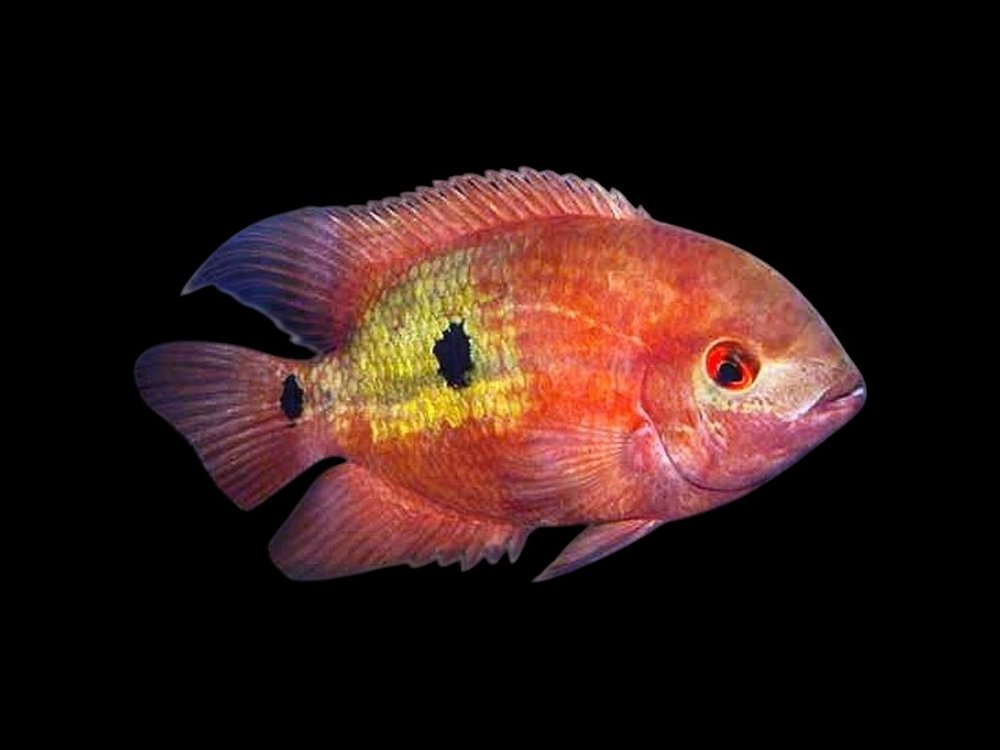 Red Chocolate Cichlid