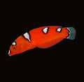 Red Coris Wrasse Juv | Coris gaimard