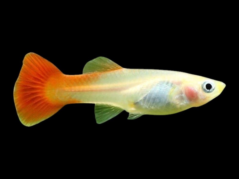 Red Female Guppy