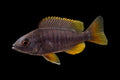 Red Fin Kadango