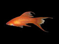 Red High Fin Veil Swordtail