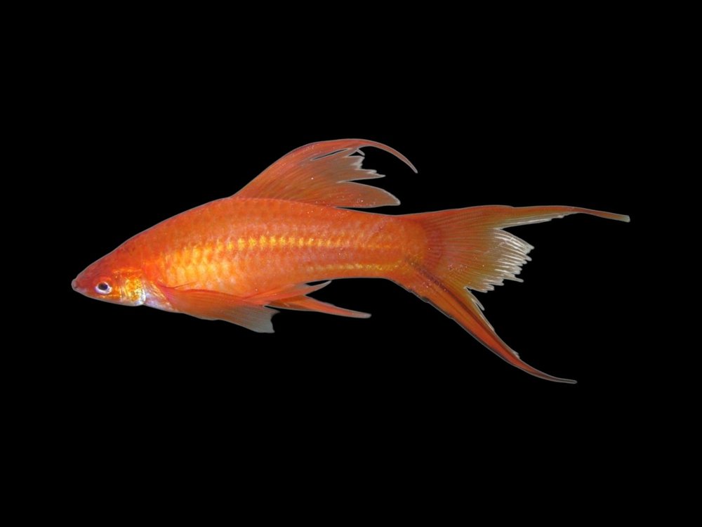 Red High Fin Veil Swordtail