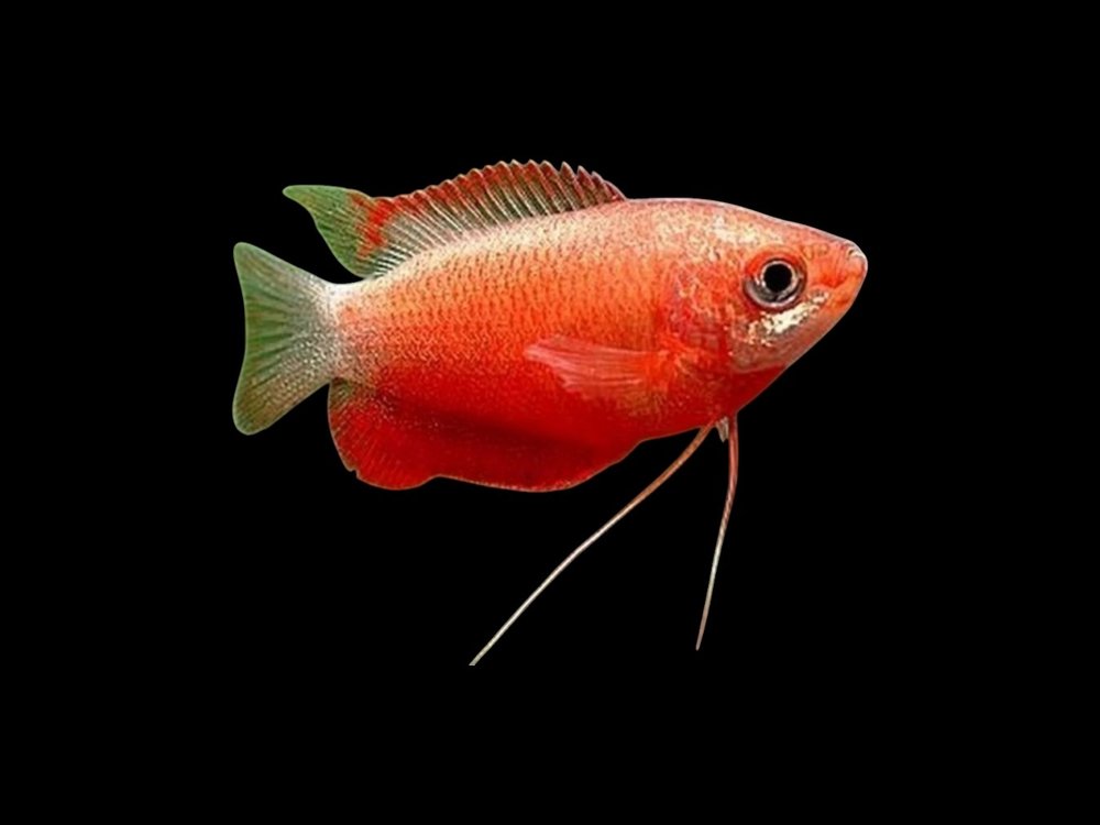 Red Honey Gourami