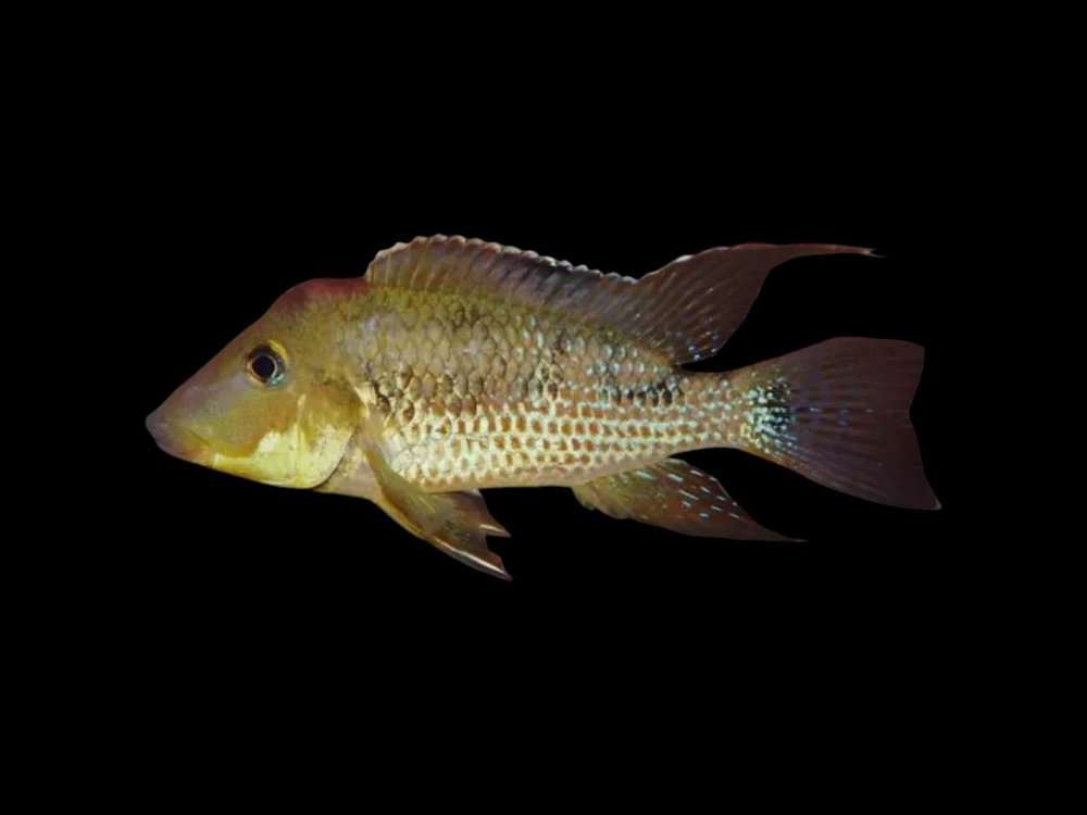 Red Hump Cichlid