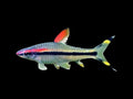 Red Line Torpedo Barb