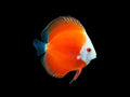Red Melon Discus
