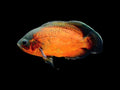 Red Oscar
