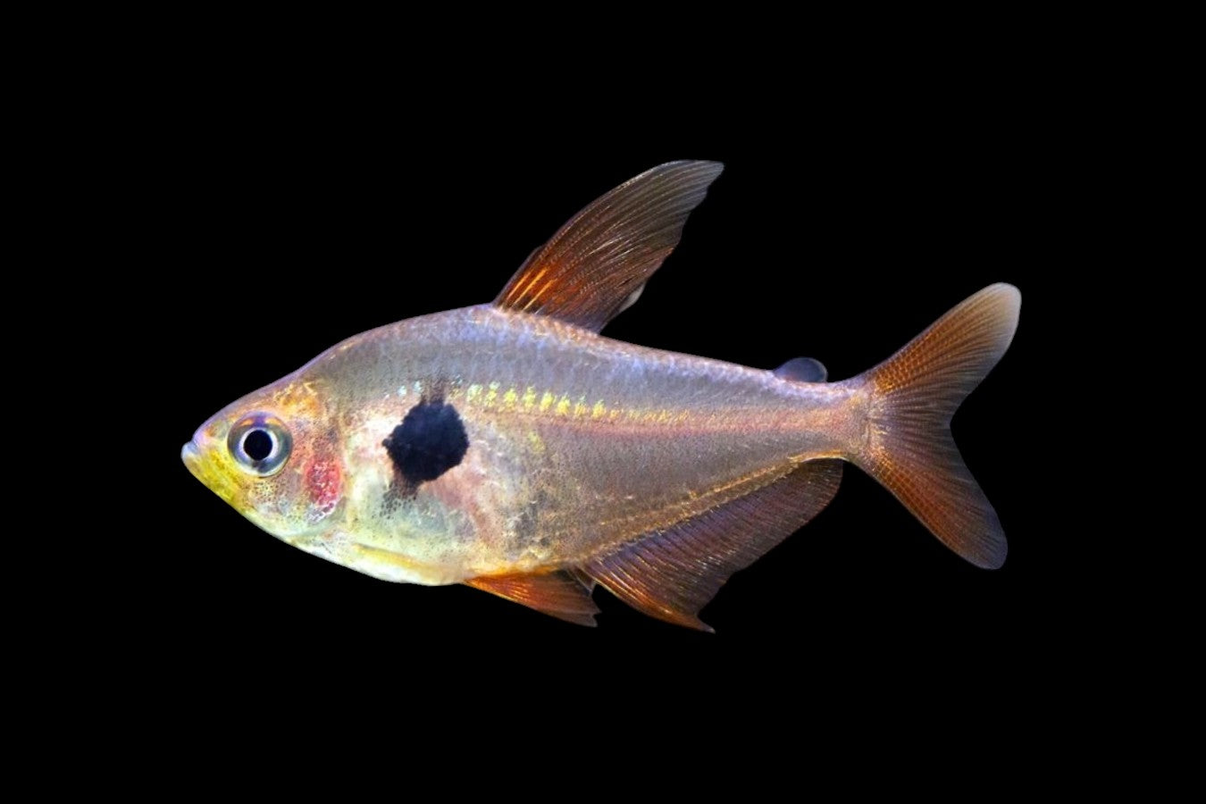 Red Phantom Tetra