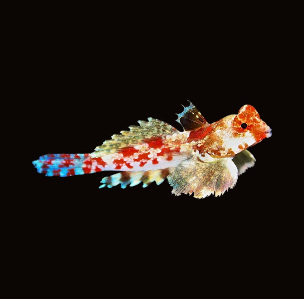 Red Scooter Dragonet | Synchiropus stellatus