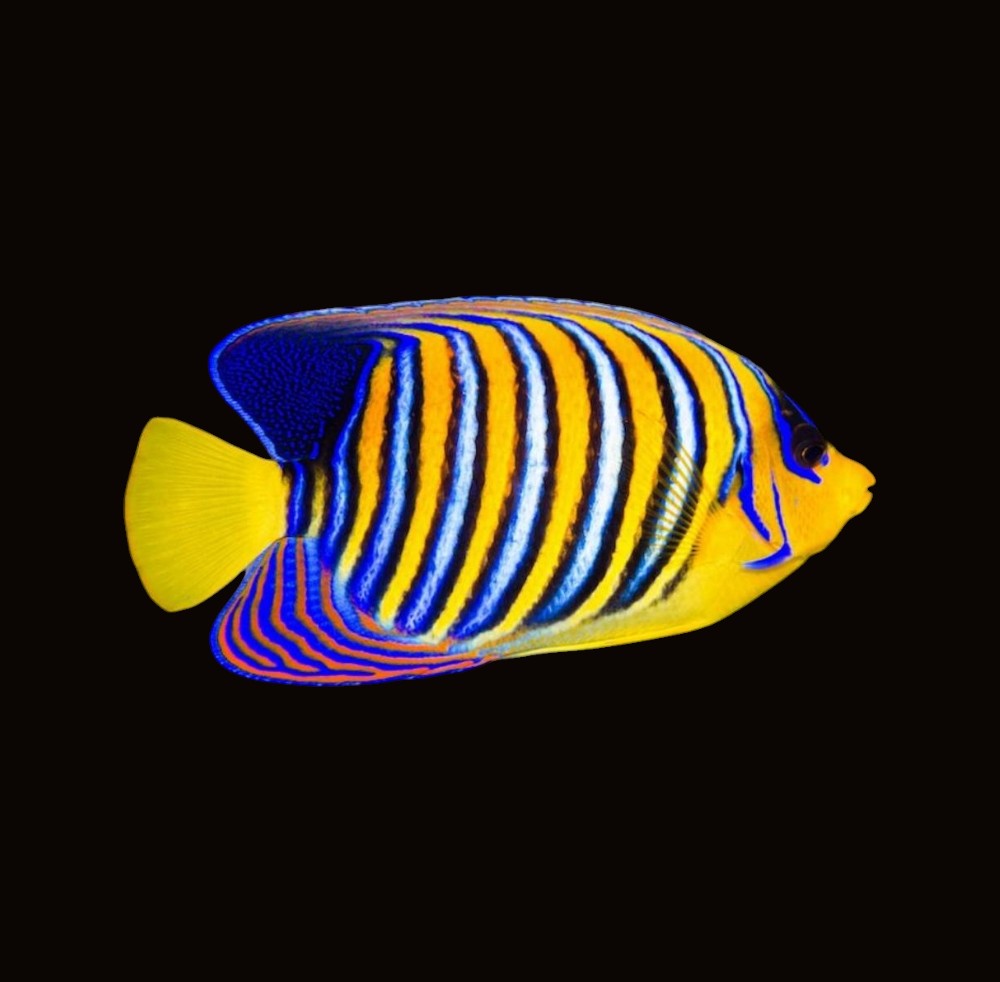 Red Sea Regal Angelfish | Pygoplites diacanthus