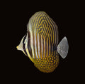 Red Sea Sailfin Tang | Zebrasoma desjardinii