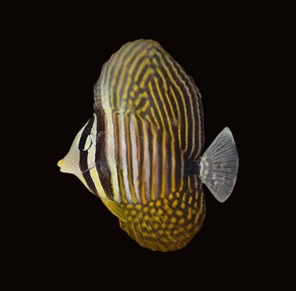 Red Sea Sailfin Tang | Zebrasoma desjardinii