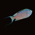 Zebra Angelfish Male | Genicanthus melanospilos