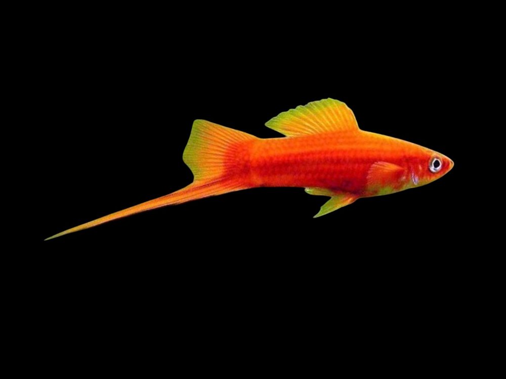 Red Swordtail