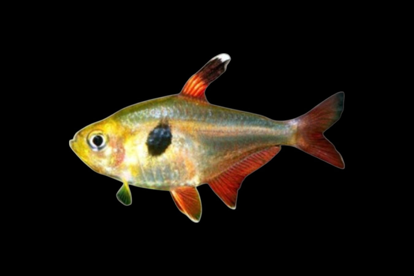 Red Tail Yellow Phantom Tetra