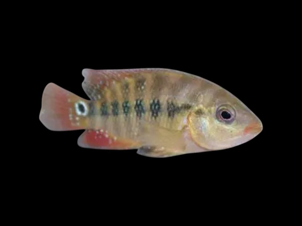 Red Terror Cichlid