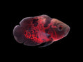 Red Tiger Leopard Oscar