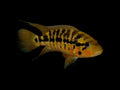 Red Tiger Motaguensis