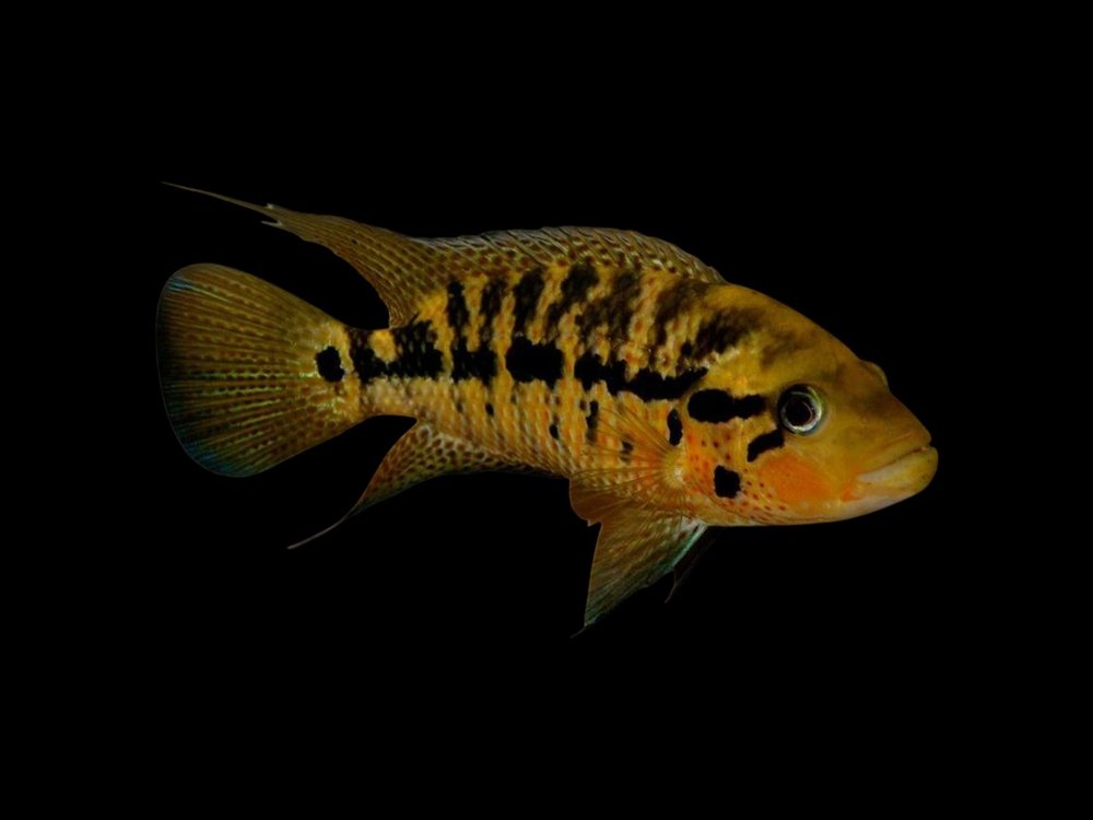 Red Tiger Motaguensis