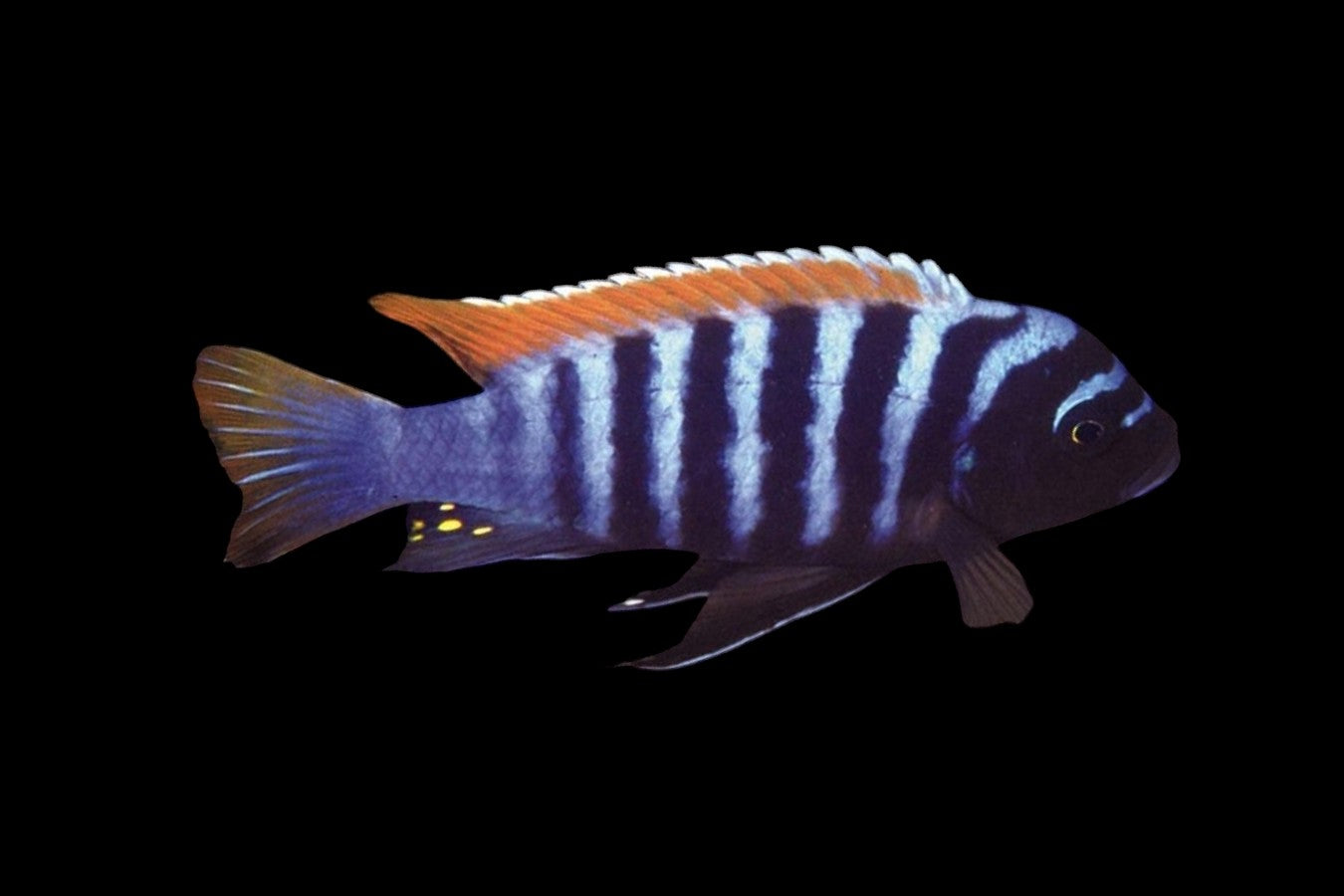 Red Top Zebra | Metriaclima pyrsonotos