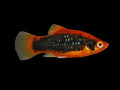 Red Tuxedo Platy