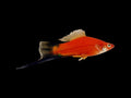 Red Wag Swordtail