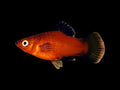 Red Wagtail Platy