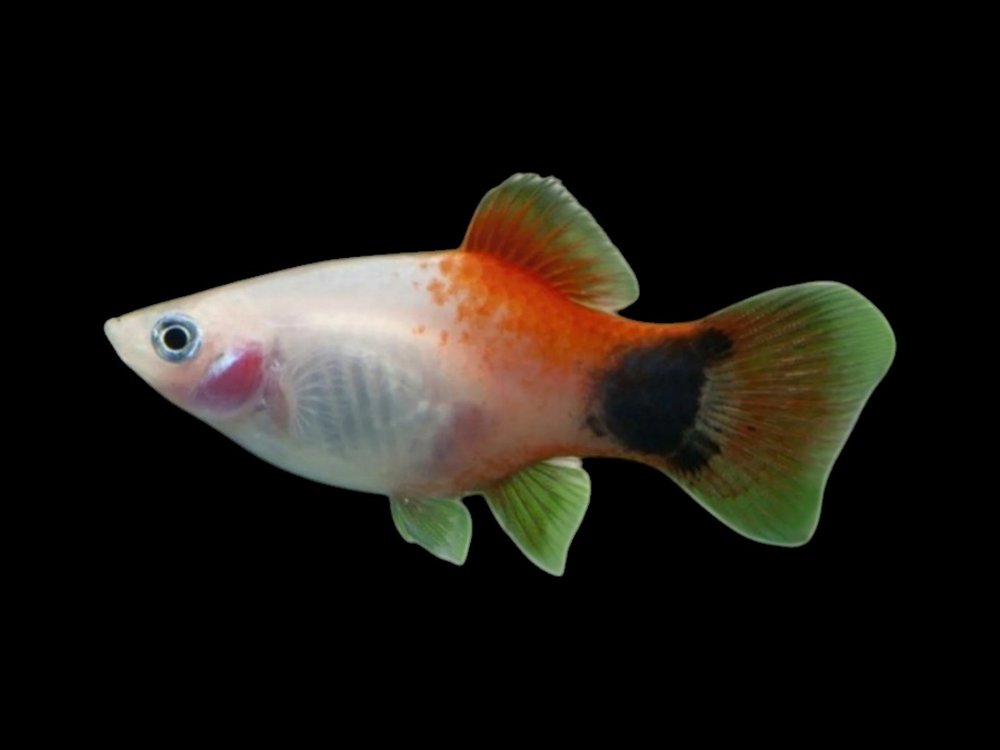 Red White Micky Mouse Platy