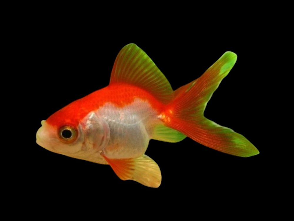 Red And White Fantail
