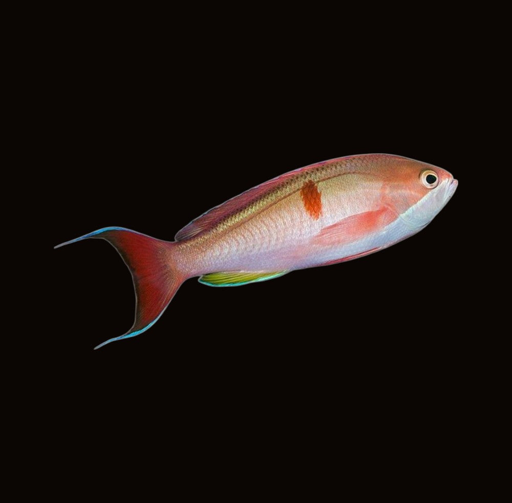 Red Bar Anthias | Pseudanthias cooperi