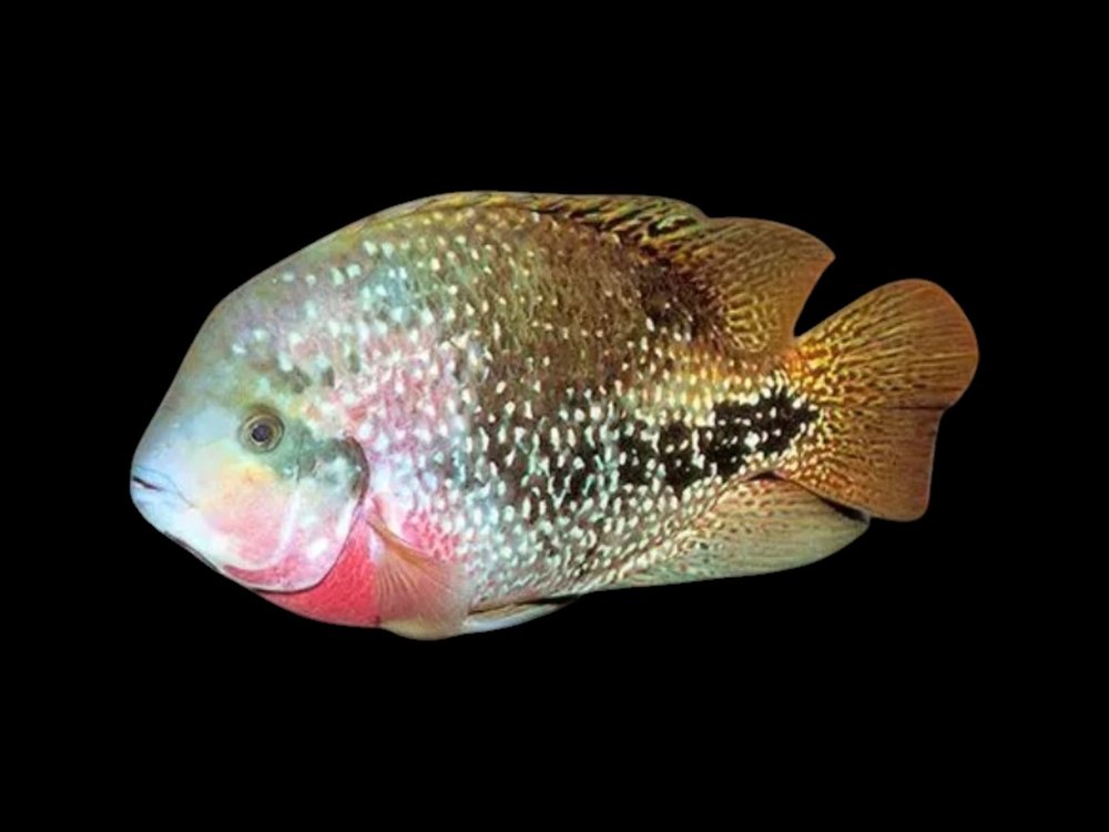 Redhead Cichlid