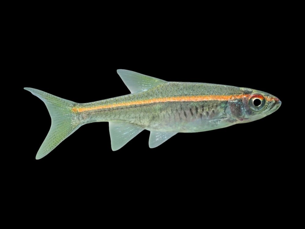 Redline Rasbora