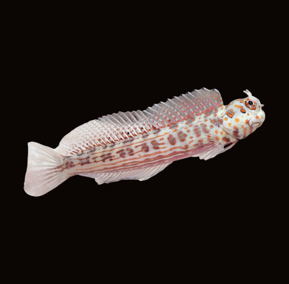 Red Spot Blenny | Blenniella chrysospilos