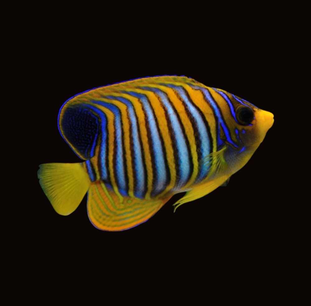 Regal Angelfish | Pygoplites diacanthus
