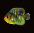 Regal Angelfish Juv | Pygoplites diacanthus